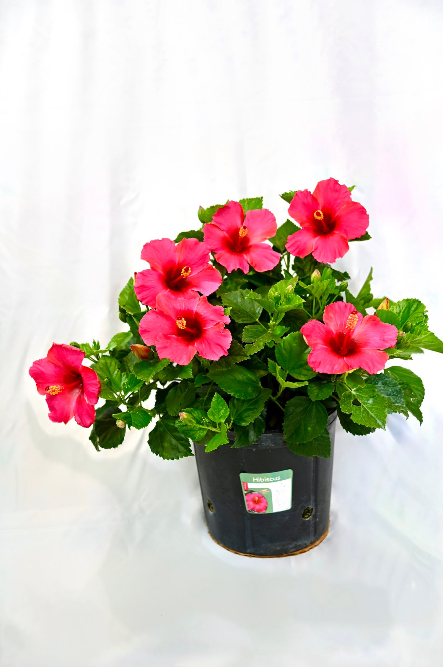 Premium Hibiscus Tradewinds