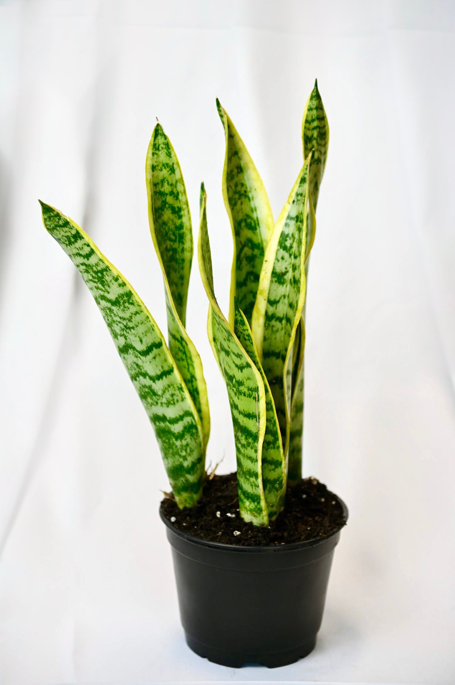 Sansevieria